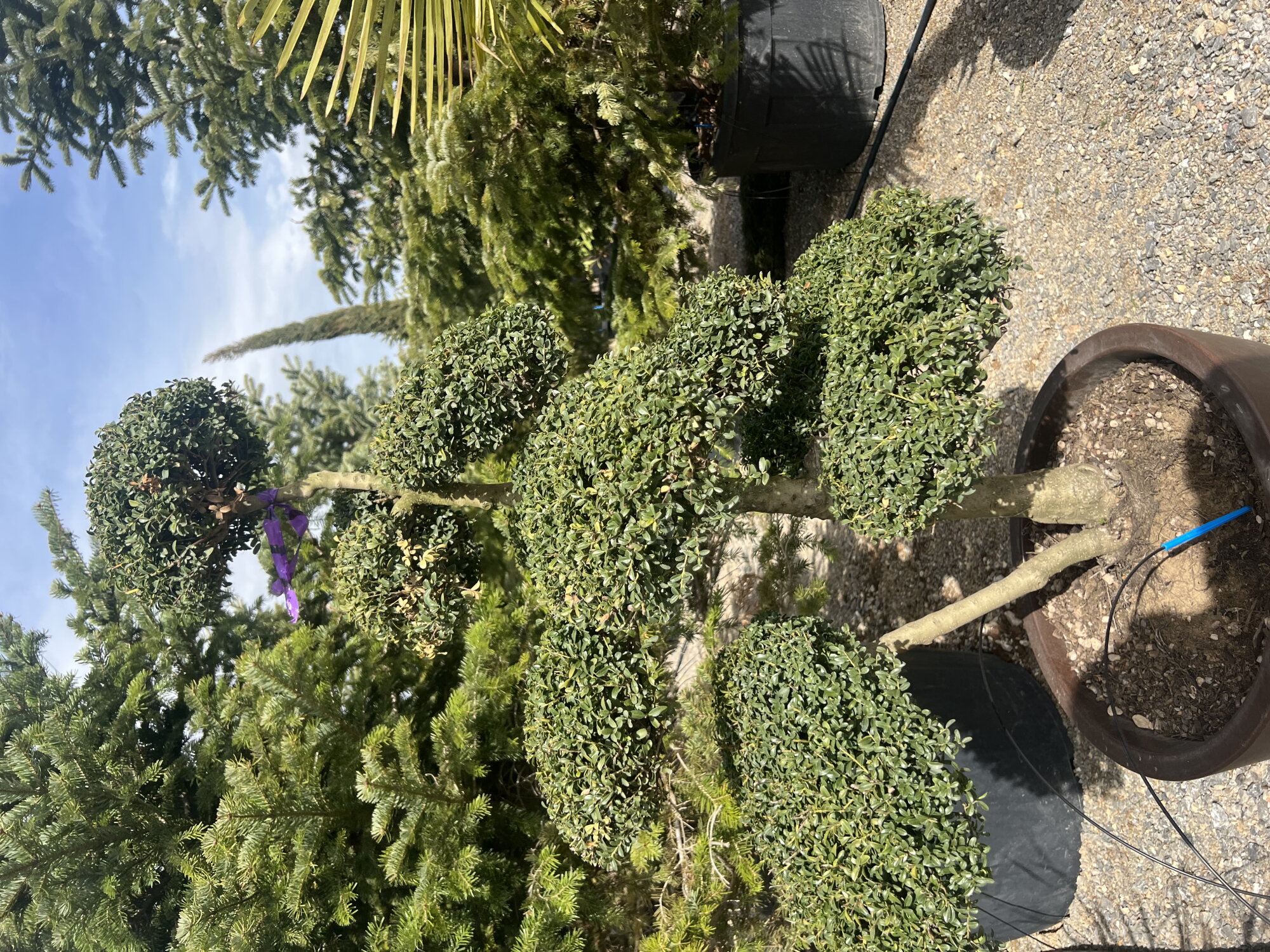 Hapësirë e Gjelbër